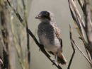 Juvenile Woodchat Shrike